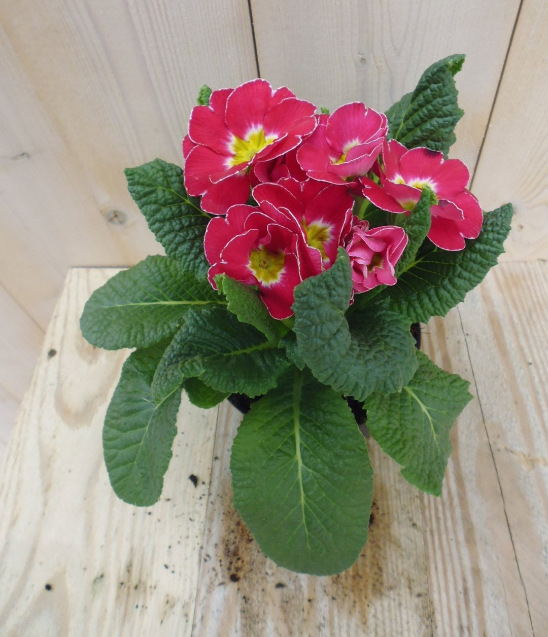 Warentuin natuurlijk 5 stuks! Vaste Plant Warentuin Primula Roze Geel Sleutelbloem  - 