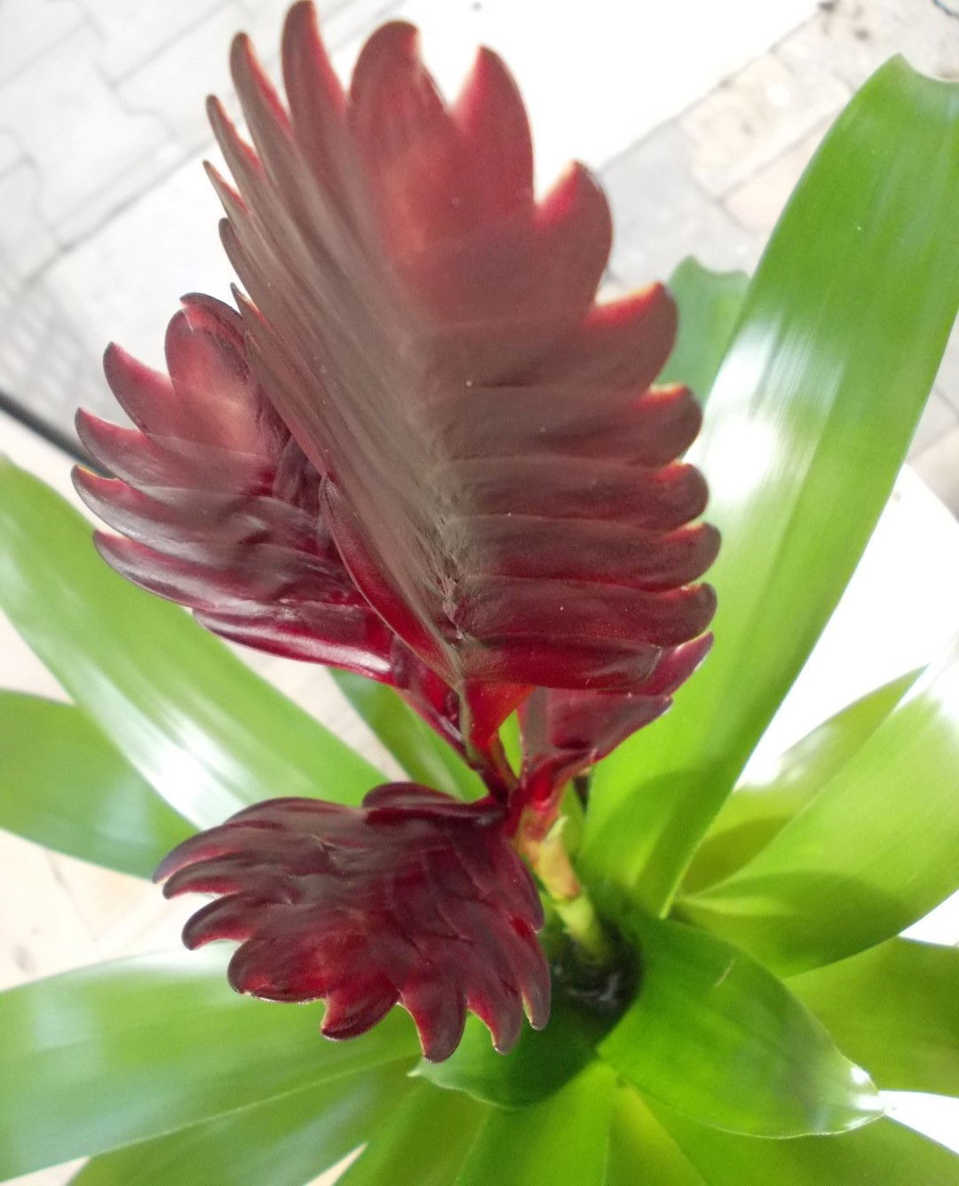 https://cdn.warentuin.nl/media/catalog/product/1/7/1728149900039086_2_warentuin_plant_bromelia_donkerrood_40_cm_1_5a11.jpg