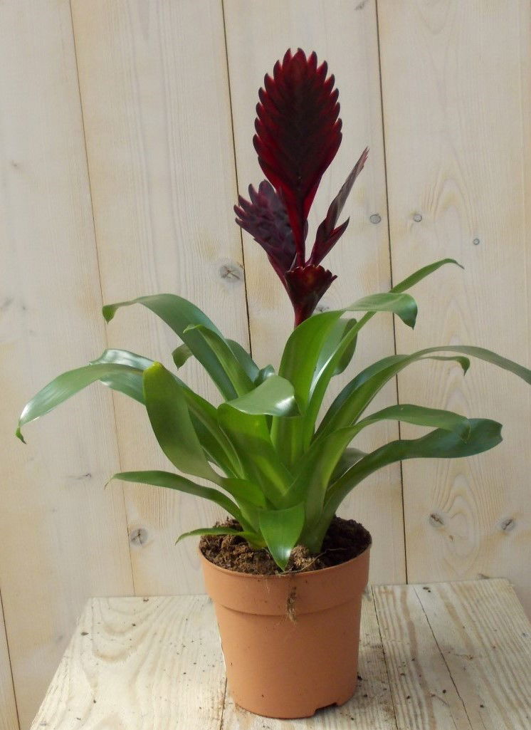 https://cdn.warentuin.nl/media/catalog/product/1/7/1728149900039086_warentuin_plant_bromelia_donkerrood_40_cm_1_4f12.jpg