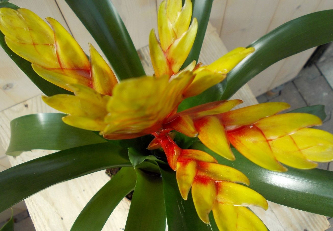 https://cdn.warentuin.nl/media/catalog/product/1/7/1728149900039088_2_warentuin_plant_bromelia_geel_rood_40_cm_1_399b.jpg