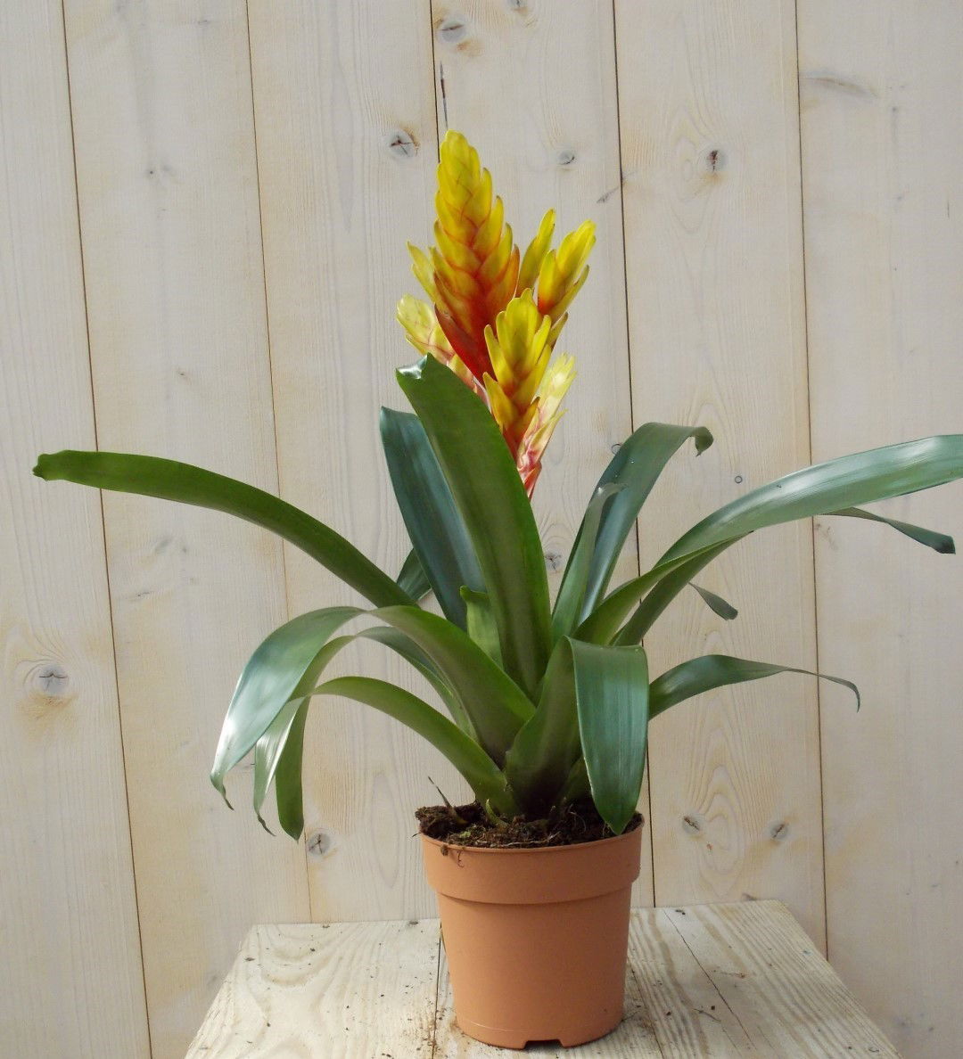 https://cdn.warentuin.nl/media/catalog/product/1/7/1728149900039088_warentuin_plant_bromelia_geel_rood_40_cm_1_f8a0.jpg