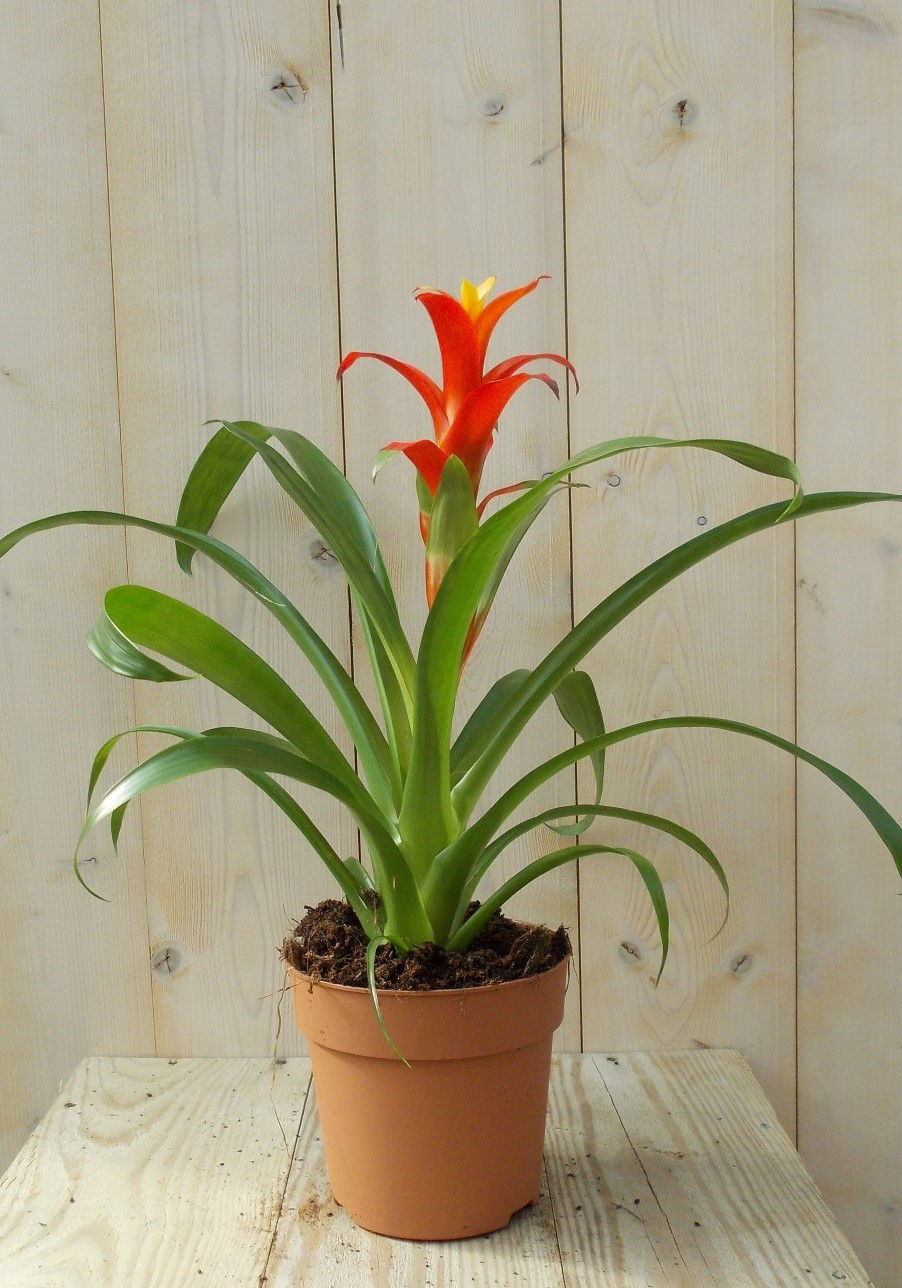 https://cdn.warentuin.nl/media/catalog/product/1/7/1728149900039090_warentuin_plant_bromelia_rood_geel_40_cm_1_143a.jpg
