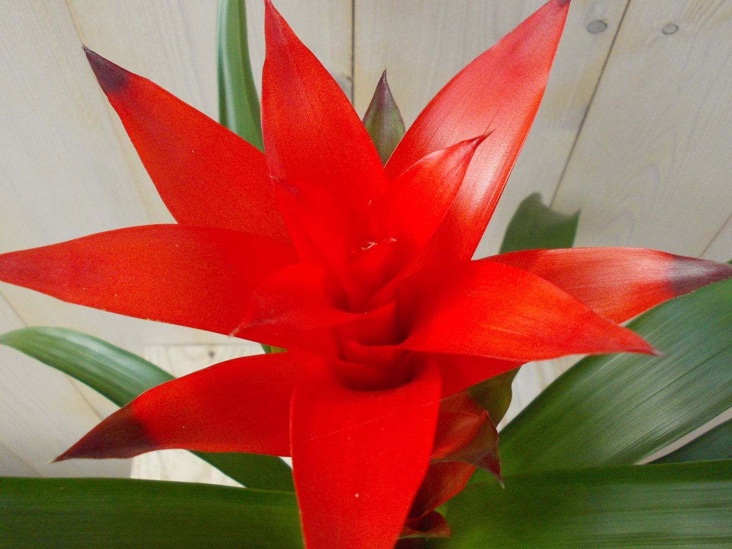 https://cdn.warentuin.nl/media/catalog/product/1/7/1728149900039091_2_warentuin_plant_bromelia_rood_40_cm_1_2d1a.jpg