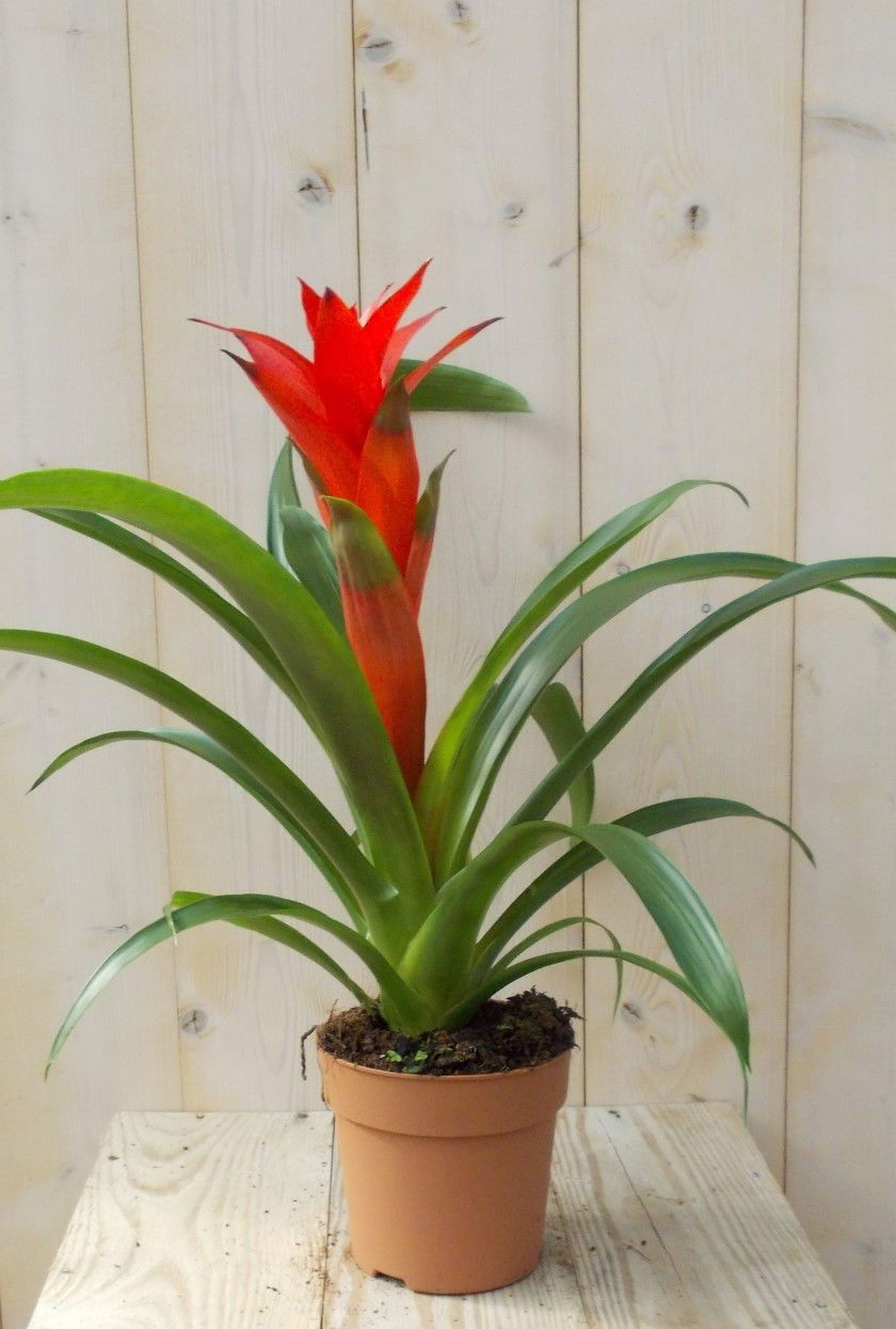 https://cdn.warentuin.nl/media/catalog/product/1/7/1728149900039091_warentuin_plant_bromelia_rood_40_cm_1_71dd.jpg