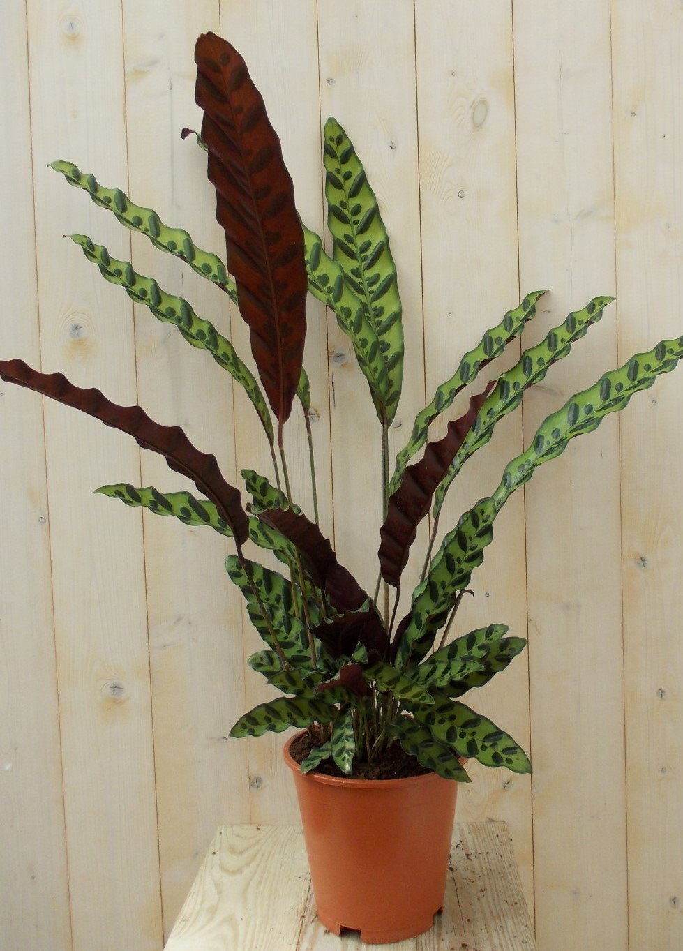 Warentuin natuurlijk Calathea met smalle bladeren groen met stip 60 cm Pauwenplant  - 
