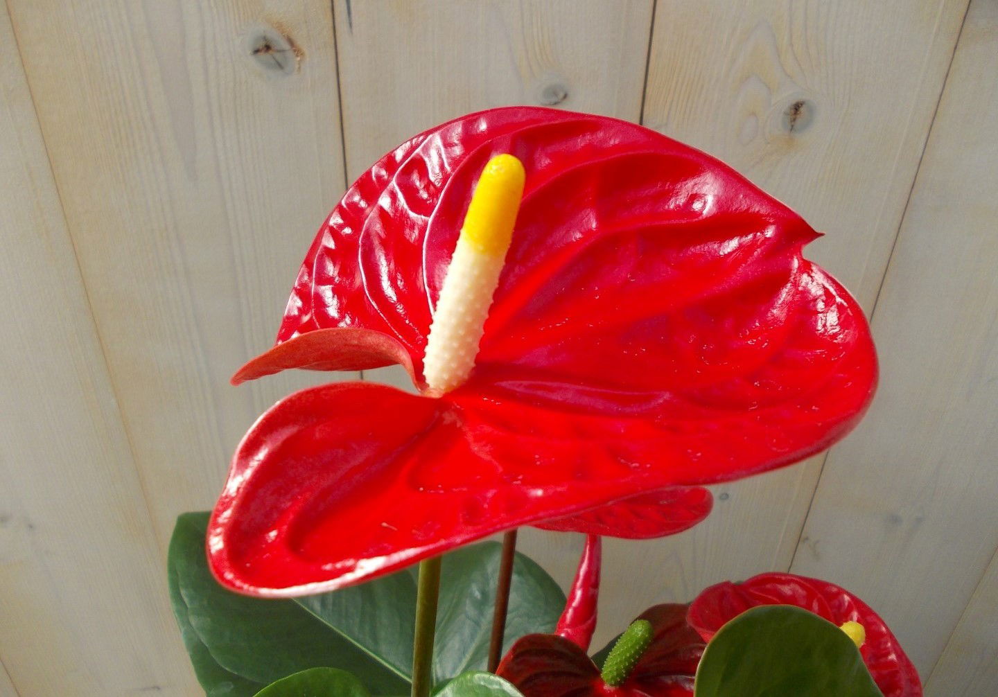 https://cdn.warentuin.nl/media/catalog/product/1/7/1728149900039126_3_warentuin_kamerplant_flamingoplant_anthurium_rood_60_cm_1_166c.jpg