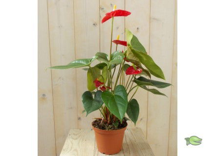 https://cdn.warentuin.nl/media/catalog/product/1/7/1728149900039126_warentuin_kamerplant_flamingoplant_anthurium_rood_60_cm_1_1_c272.jpg