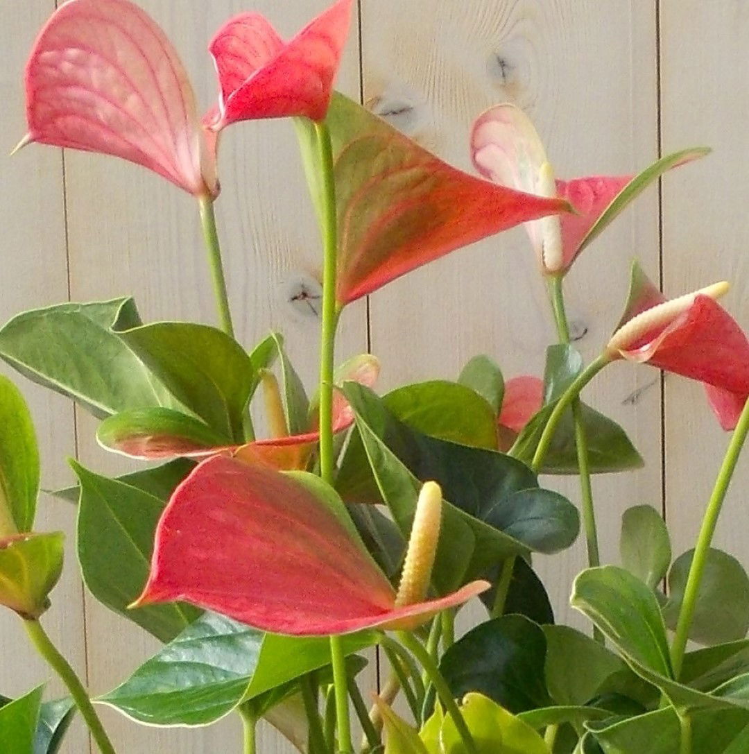 https://cdn.warentuin.nl/media/catalog/product/1/7/1728149900039127_2_warentuin_kamerplant_flamingoplant_anthurium_roze_60_cm_1_6c06.jpg