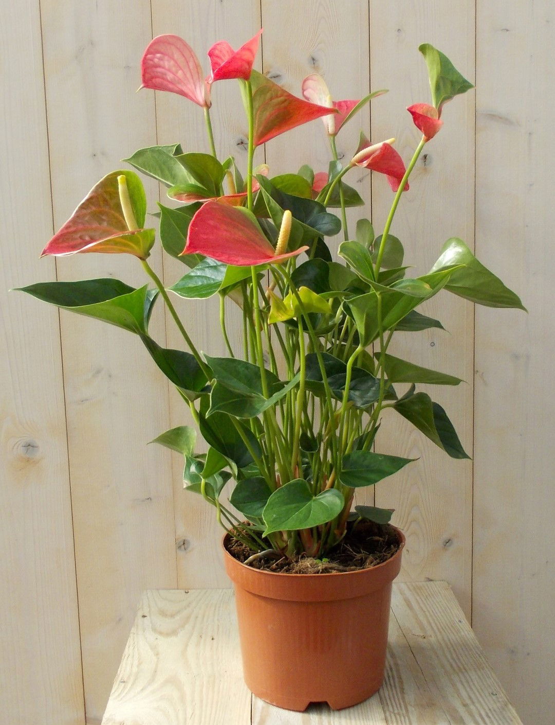 https://cdn.warentuin.nl/media/catalog/product/1/7/1728149900039127_warentuin_kamerplant_flamingoplant_anthurium_roze_60_cm_1_d95e.jpg
