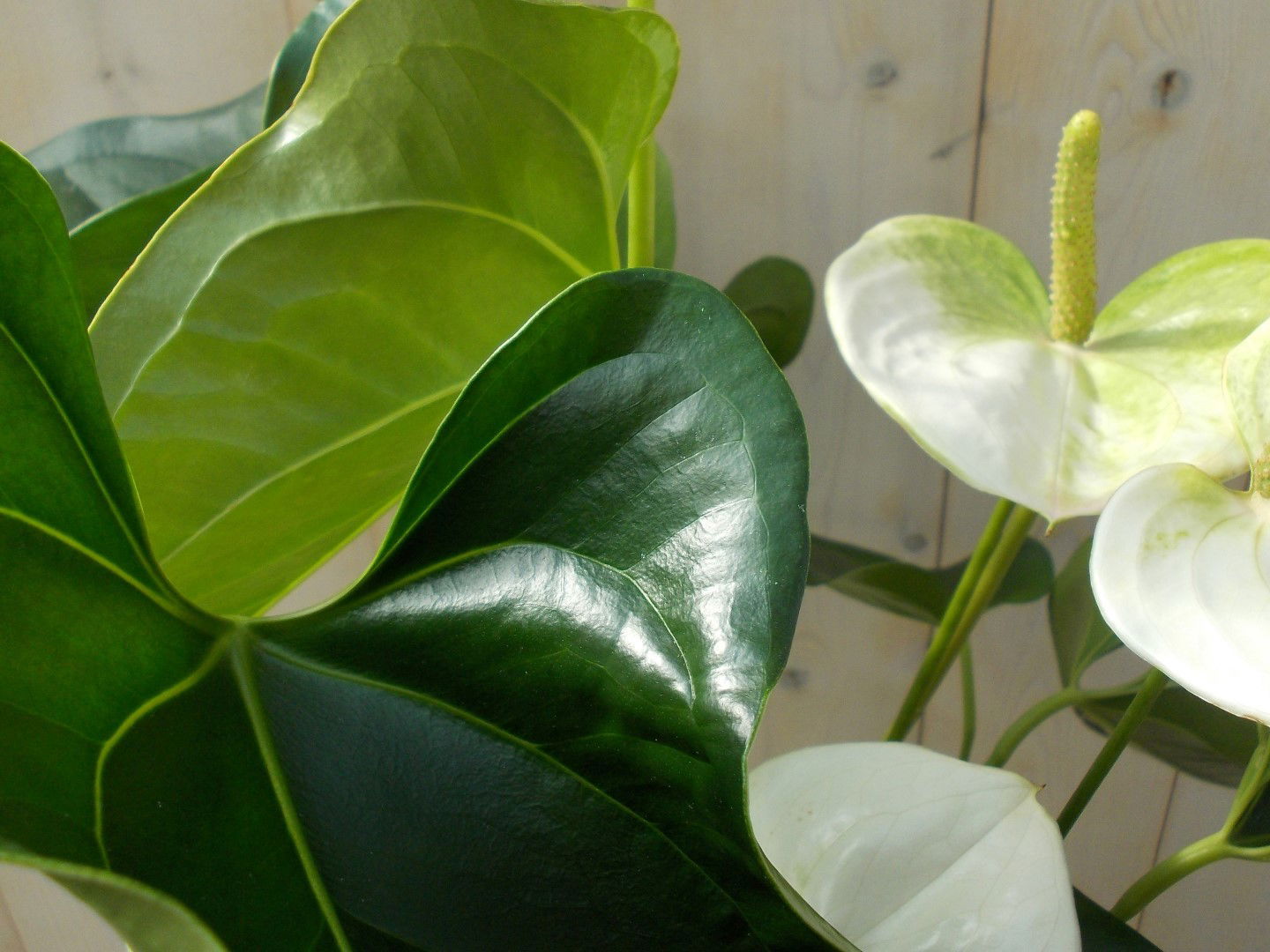 https://cdn.warentuin.nl/media/catalog/product/1/7/1728149900039128_2_warentuin_kamerplant_flamingoplant_anthurium_wit_60_cm_1_7f3d.jpg