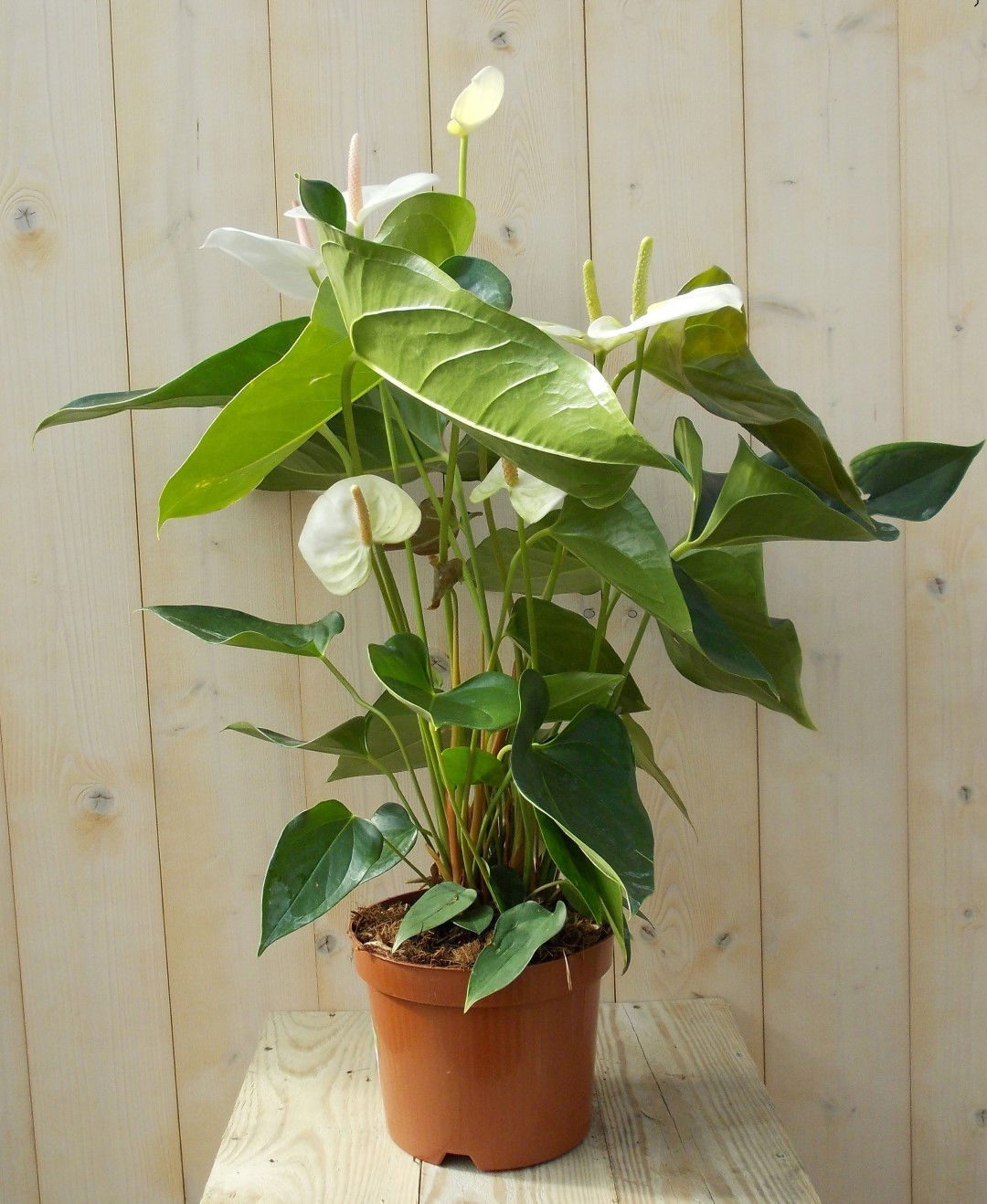 https://cdn.warentuin.nl/media/catalog/product/1/7/1728149900039128_warentuin_kamerplant_flamingoplant_anthurium_wit_60_cm_1_8df7.jpg