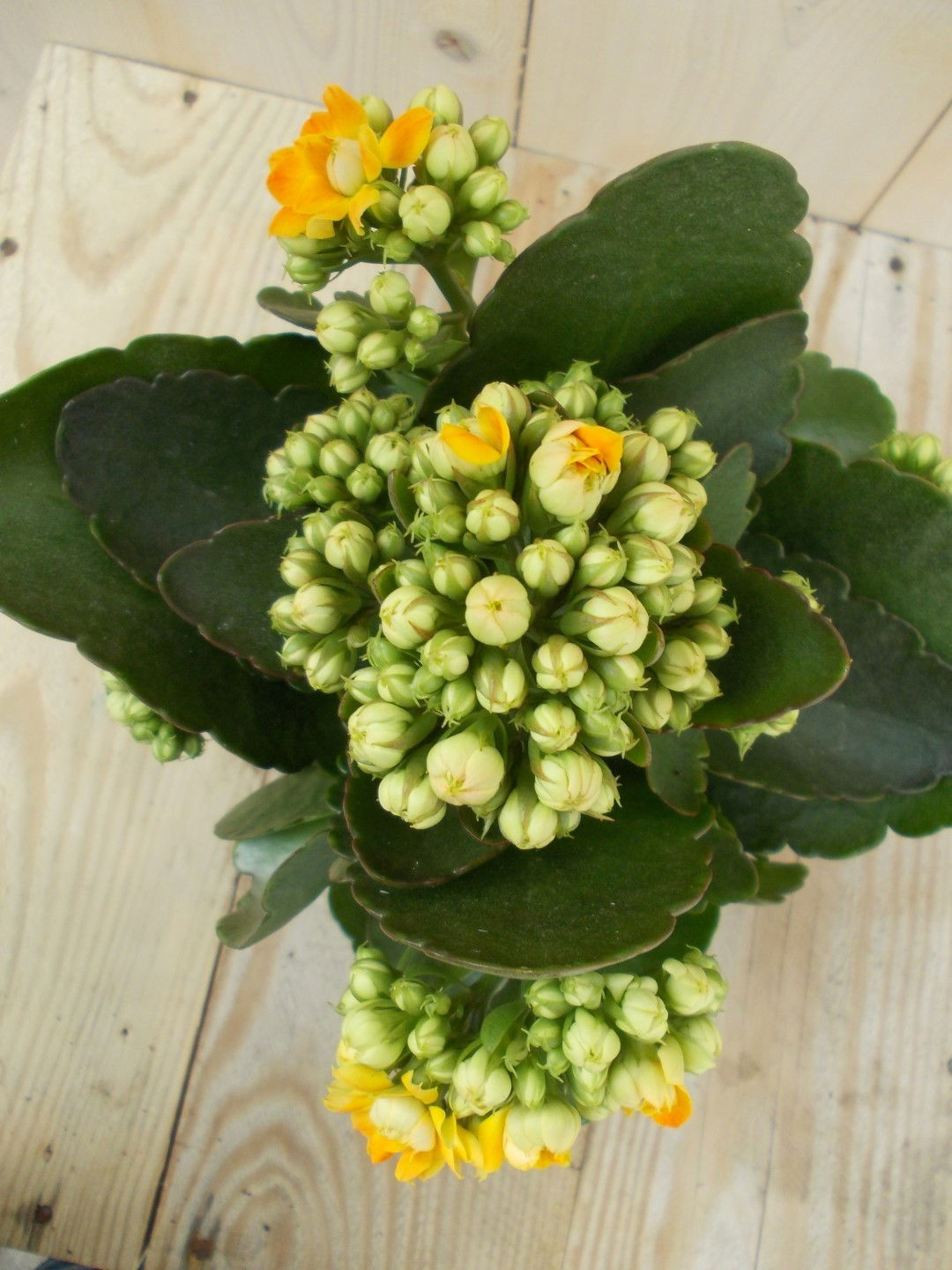 https://cdn.warentuin.nl/media/catalog/product/1/7/1728149900039129_2_warentuin_kamerplant_kalanchoe_oranje_1_36e4.jpg