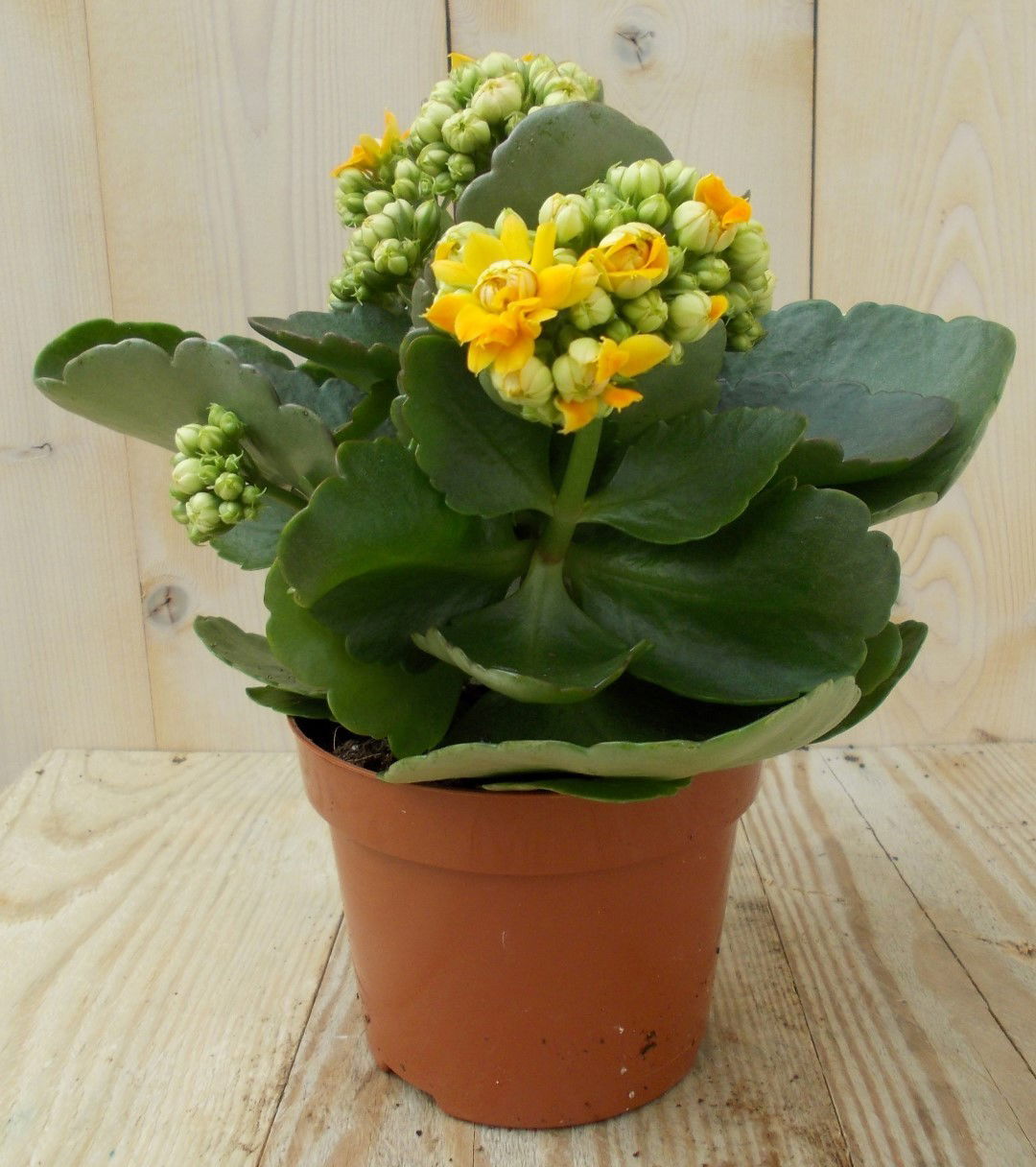 https://cdn.warentuin.nl/media/catalog/product/1/7/1728149900039129_warentuin_kamerplant_kalanchoe_oranje_1_86ac.jpg