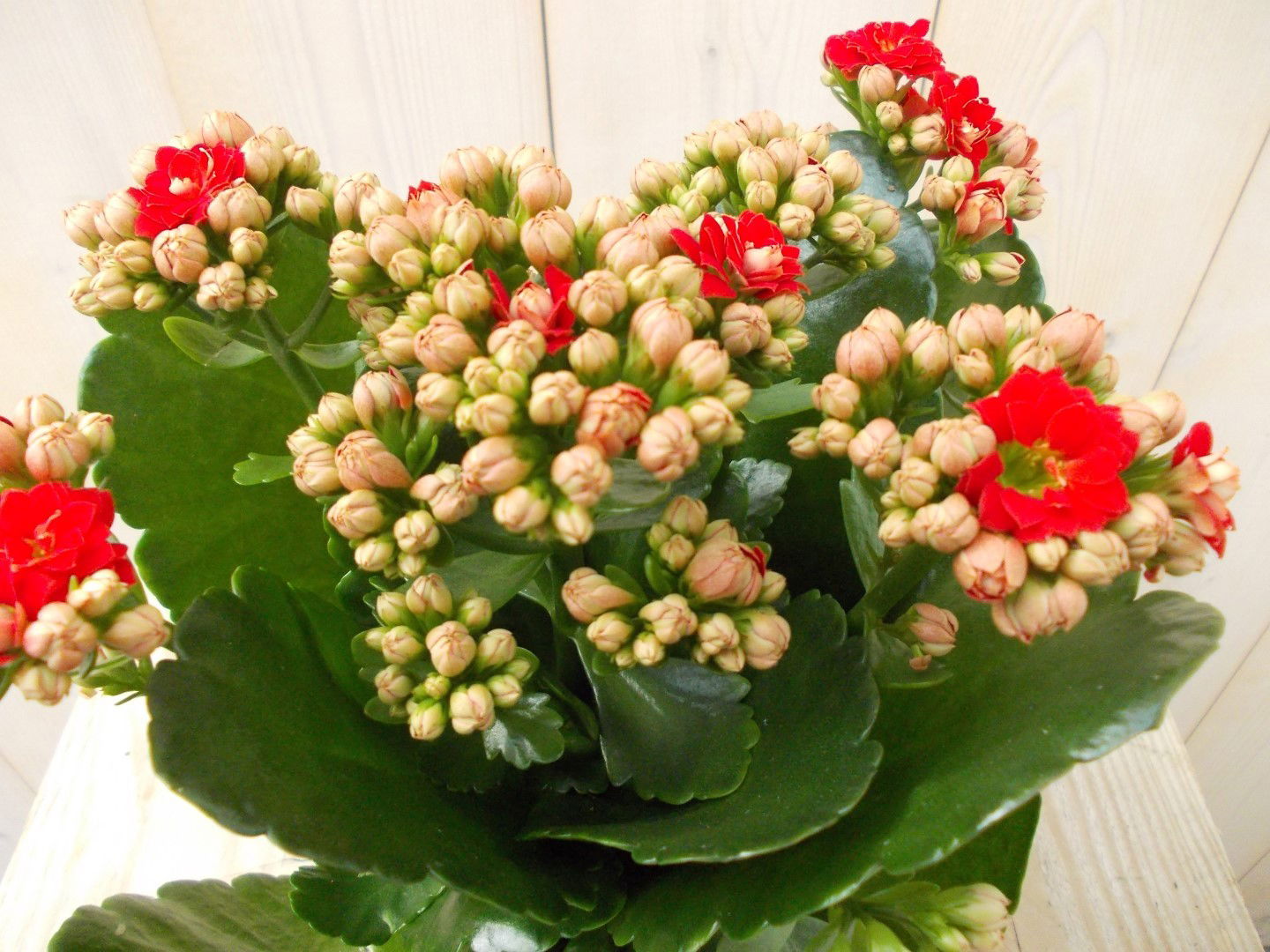 https://cdn.warentuin.nl/media/catalog/product/1/7/1728149900039130_2_warentuin_kamerplant_kalanchoe_rood_1_80f4.jpg