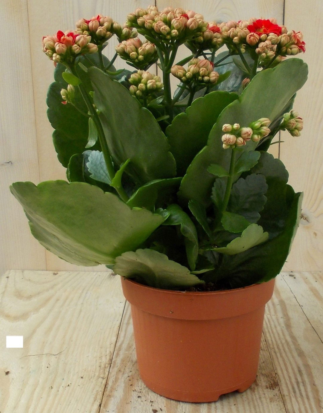 https://cdn.warentuin.nl/media/catalog/product/1/7/1728149900039130_warentuin_kamerplant_kalanchoe_rood_1_b213.jpg