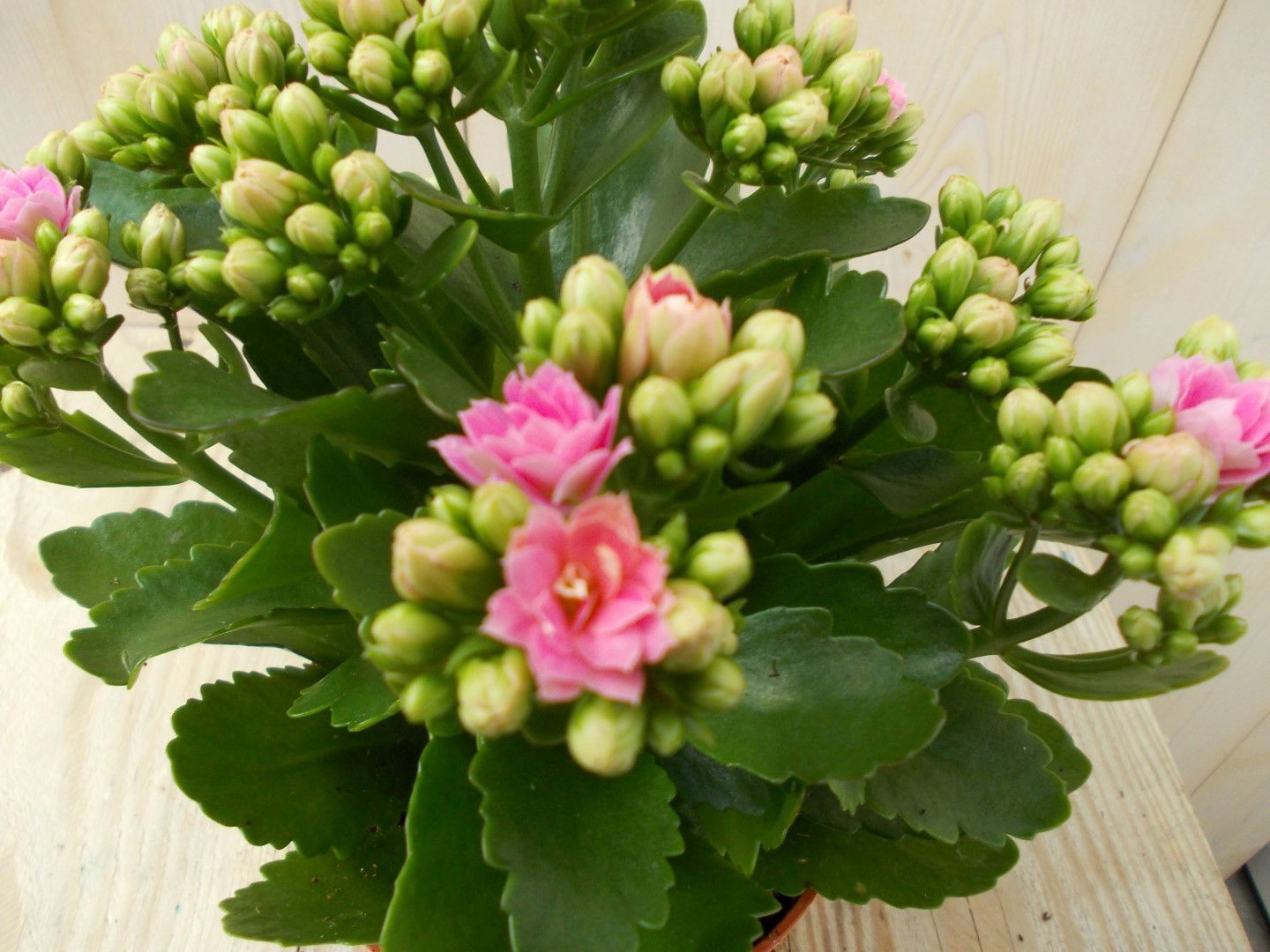 https://cdn.warentuin.nl/media/catalog/product/1/7/1728149900039131_2_warentuin_kamerplant_kalanchoe_roze_1_e9d8.jpg