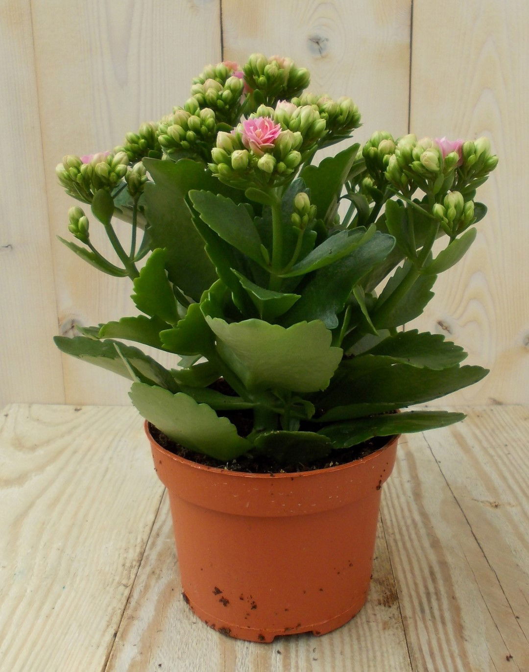 https://cdn.warentuin.nl/media/catalog/product/1/7/1728149900039131_warentuin_kamerplant_kalanchoe_roze_1_4796.jpg