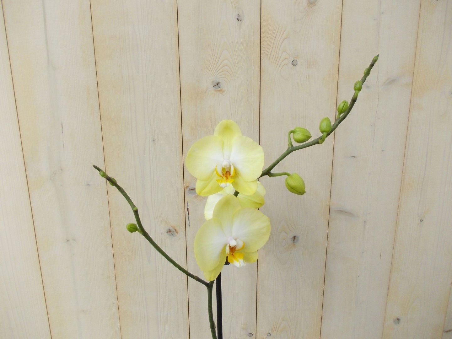 https://cdn.warentuin.nl/media/catalog/product/1/7/1728149900039132_2_warentuin_kamerplant_vlinderorchidee_luxe_tak_geel_80_cm_1_80c0.jpg