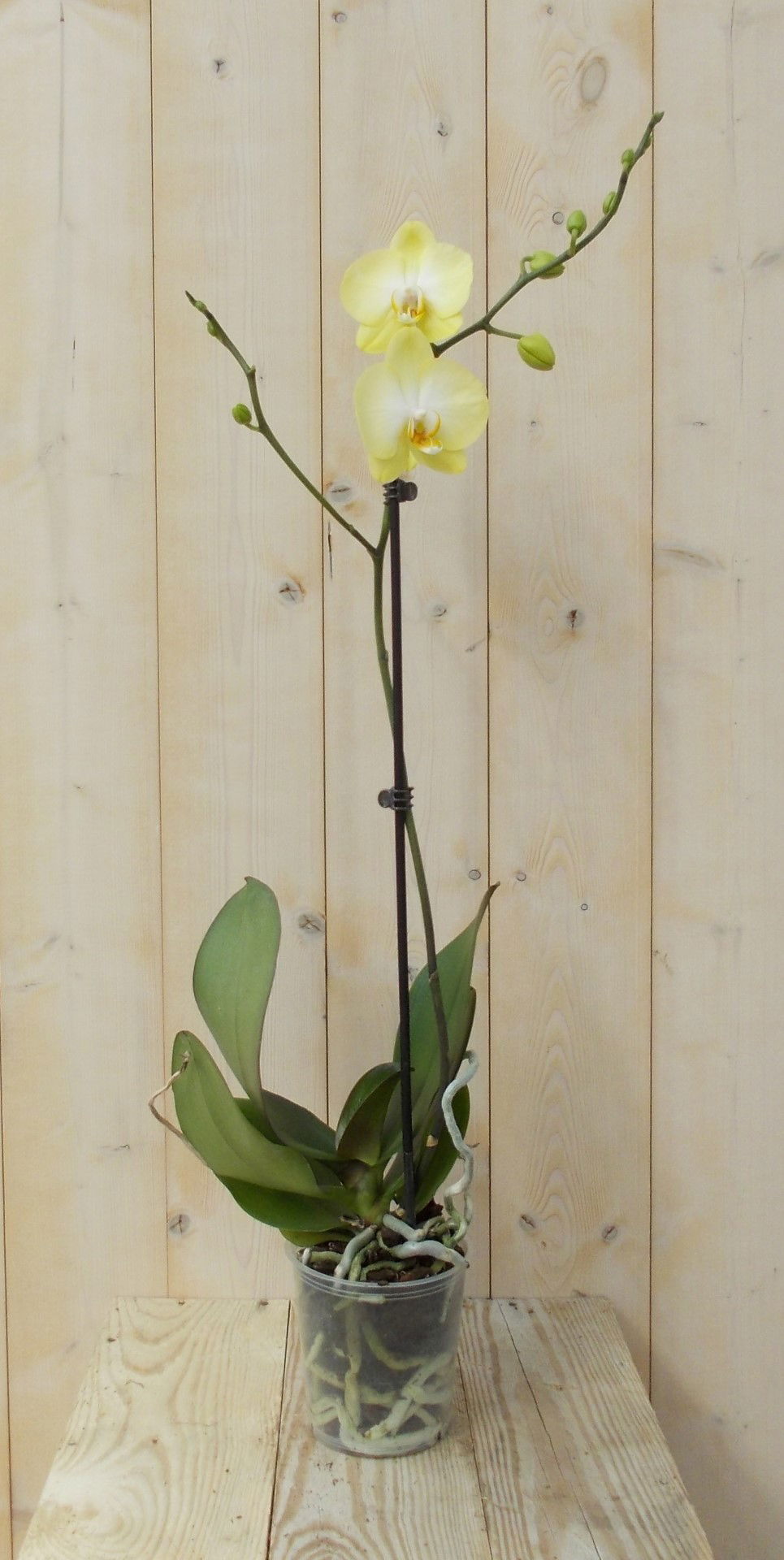 https://cdn.warentuin.nl/media/catalog/product/1/7/1728149900039132_warentuin_kamerplant_vlinderorchidee_luxe_tak_geel_80_cm_1_1d62.jpg