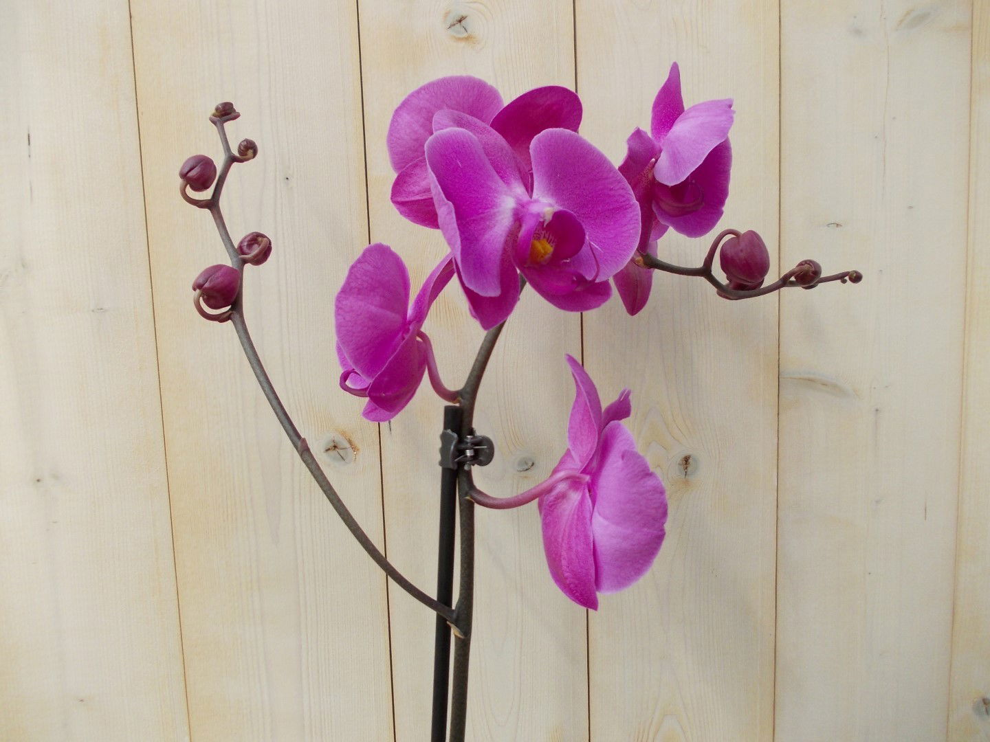 https://cdn.warentuin.nl/media/catalog/product/1/7/1728149900039133_2_warentuin_kamerplant_vlinderorchidee_luxe_tak_roze_80_cm_1_714d.jpg