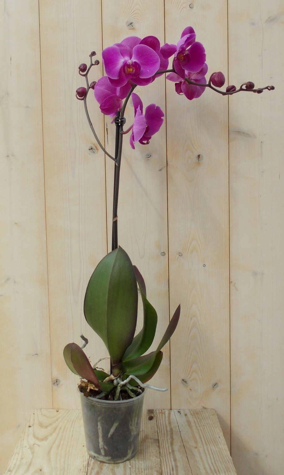 https://cdn.warentuin.nl/media/catalog/product/1/7/1728149900039133_warentuin_kamerplant_vlinderorchidee_luxe_tak_roze_80_cm_1_ad98.jpg