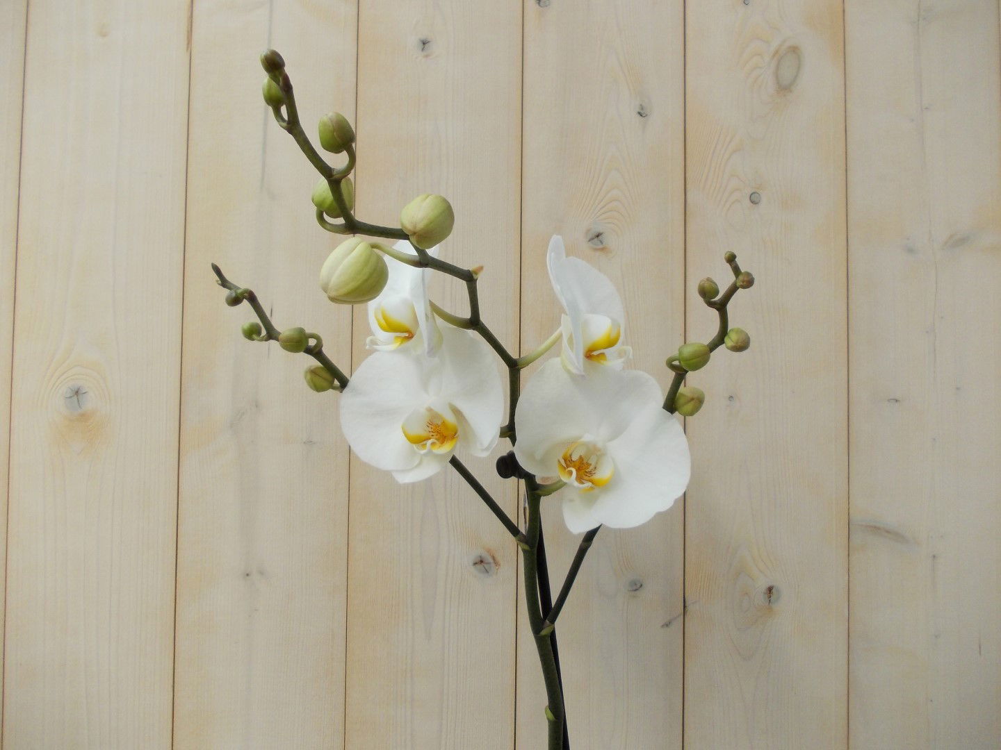 https://cdn.warentuin.nl/media/catalog/product/1/7/1728149900039134_2_warentuin_kamerplant_vlinderorchidee_luxe_tak_wit_80_cm_1_4872.jpg