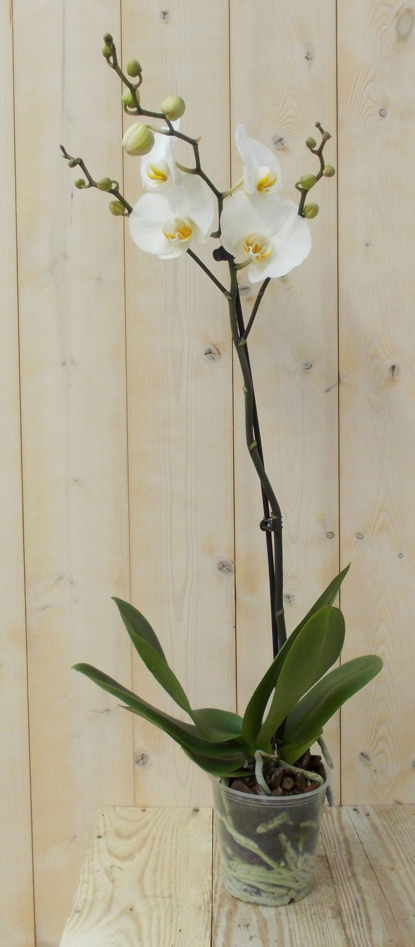 https://cdn.warentuin.nl/media/catalog/product/1/7/1728149900039134_warentuin_kamerplant_vlinderorchidee_luxe_tak_wit_80_cm_1_6922.jpg
