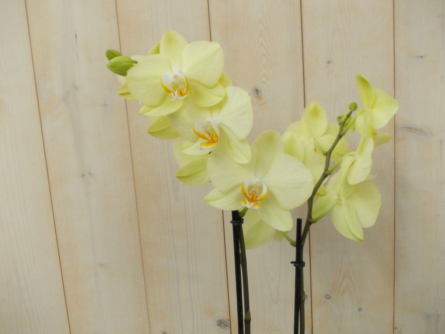 https://cdn.warentuin.nl/media/catalog/product/1/7/1728149900039135_2_warentuin_kamerplant_vlinderorchidee_twee_takken_geel_60_cm__8ad9.jpg