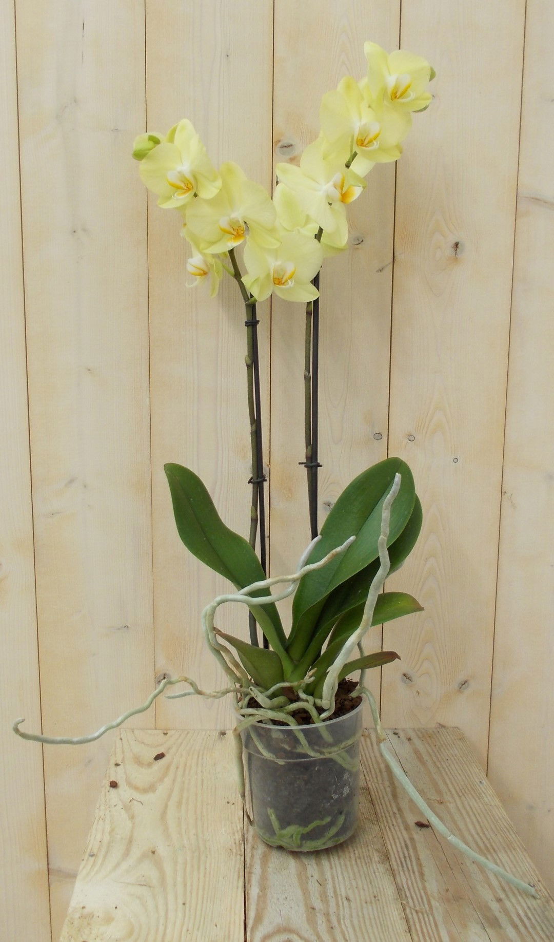 https://cdn.warentuin.nl/media/catalog/product/1/7/1728149900039135_warentuin_kamerplant_vlinderorchidee_twee_takken_geel_60_cm_1_fb85.jpg