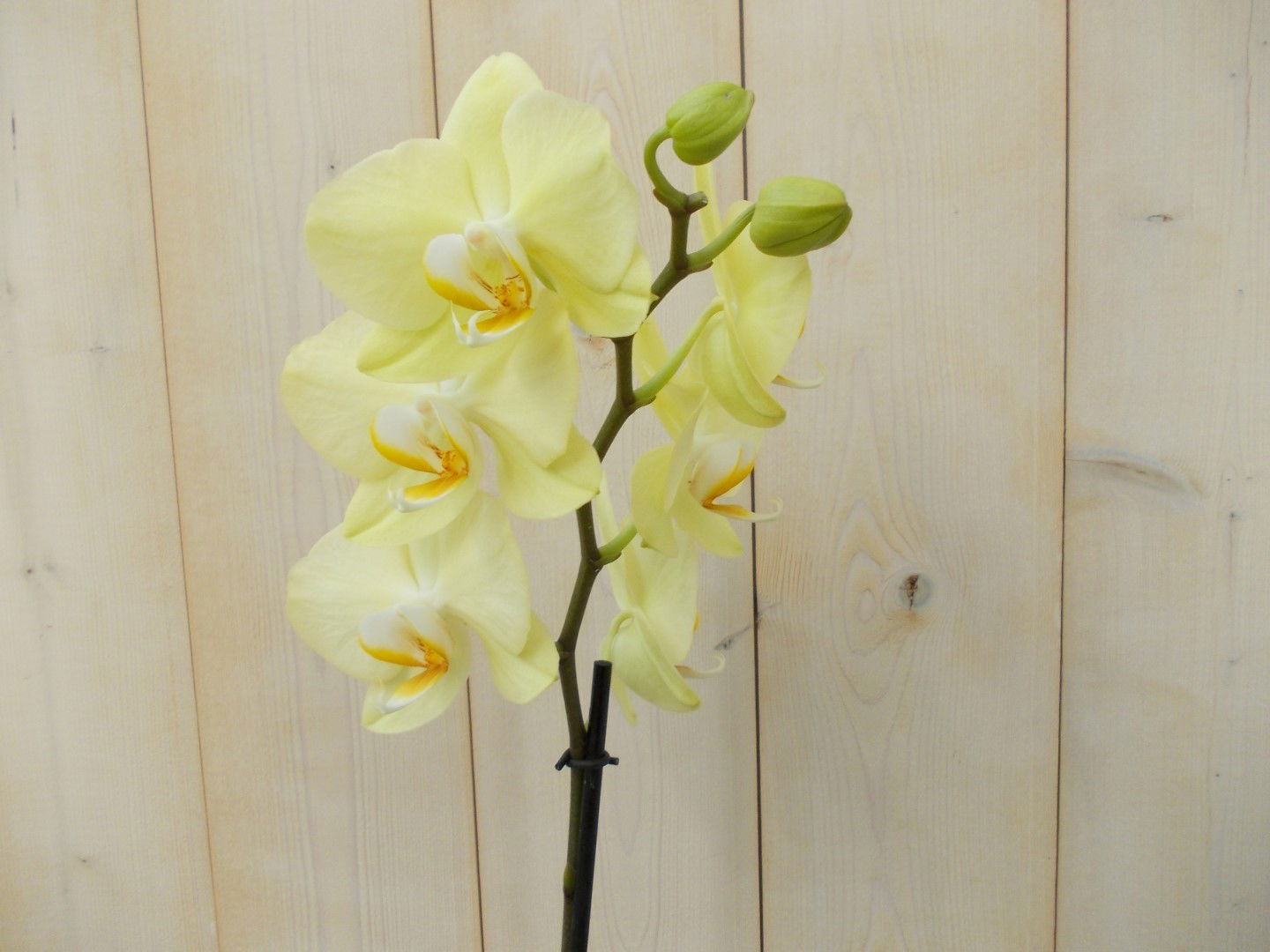 https://cdn.warentuin.nl/media/catalog/product/1/7/1728149900039138_2_warentuin_kamerplant_vlinderorchidee_tak_geel_60_cm_1_d119.jpg