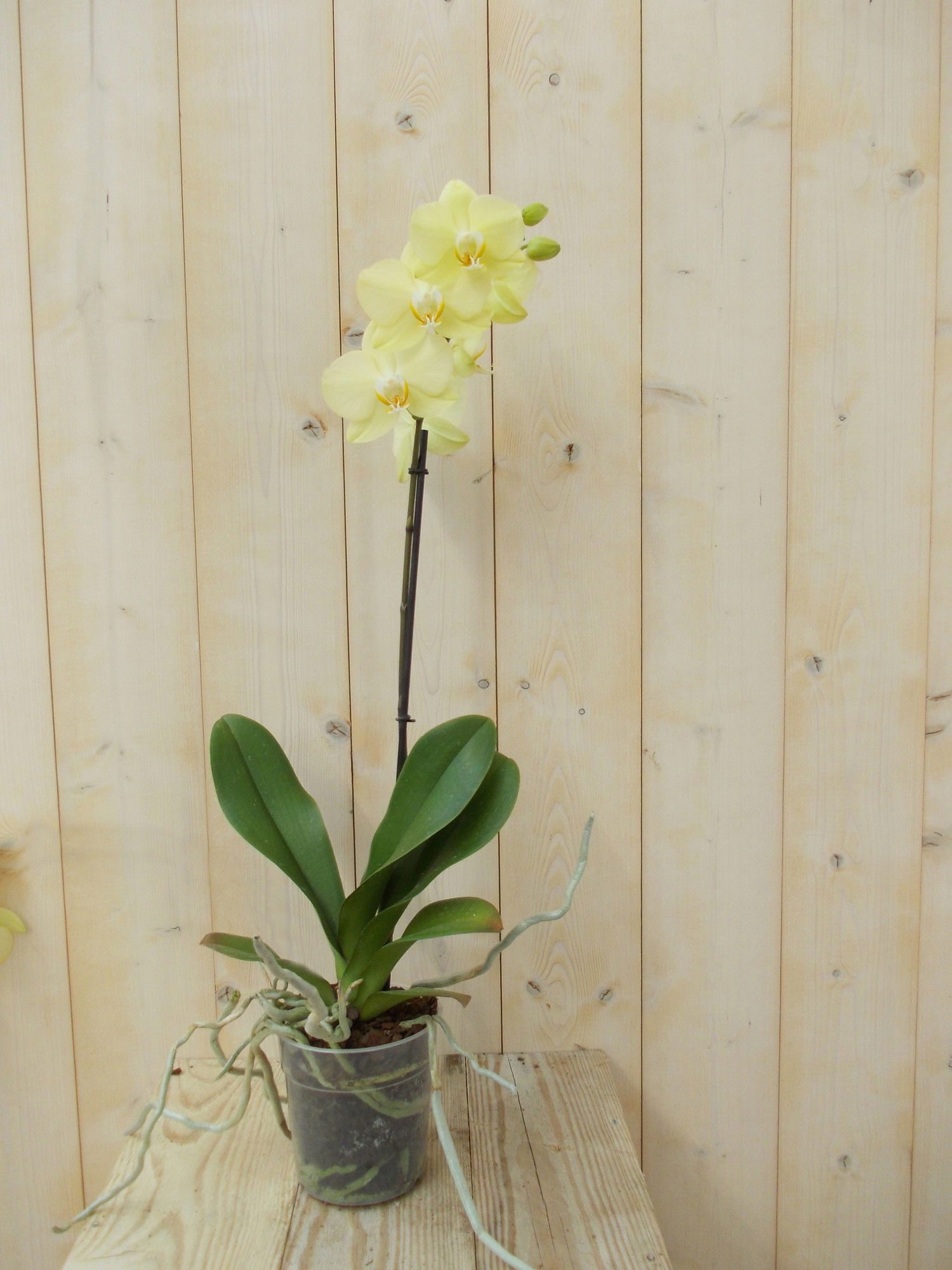 Vlinderorchidee Tak geel 60 cm - Warentuin natuurlijk