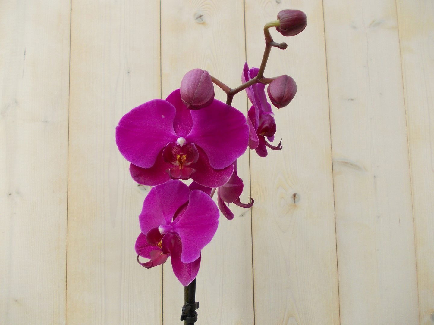 https://cdn.warentuin.nl/media/catalog/product/1/7/1728149900039139_2_warentuin_kamerplant_vlinderorchidee_tak_roze_60_cm_1_efa9.jpg