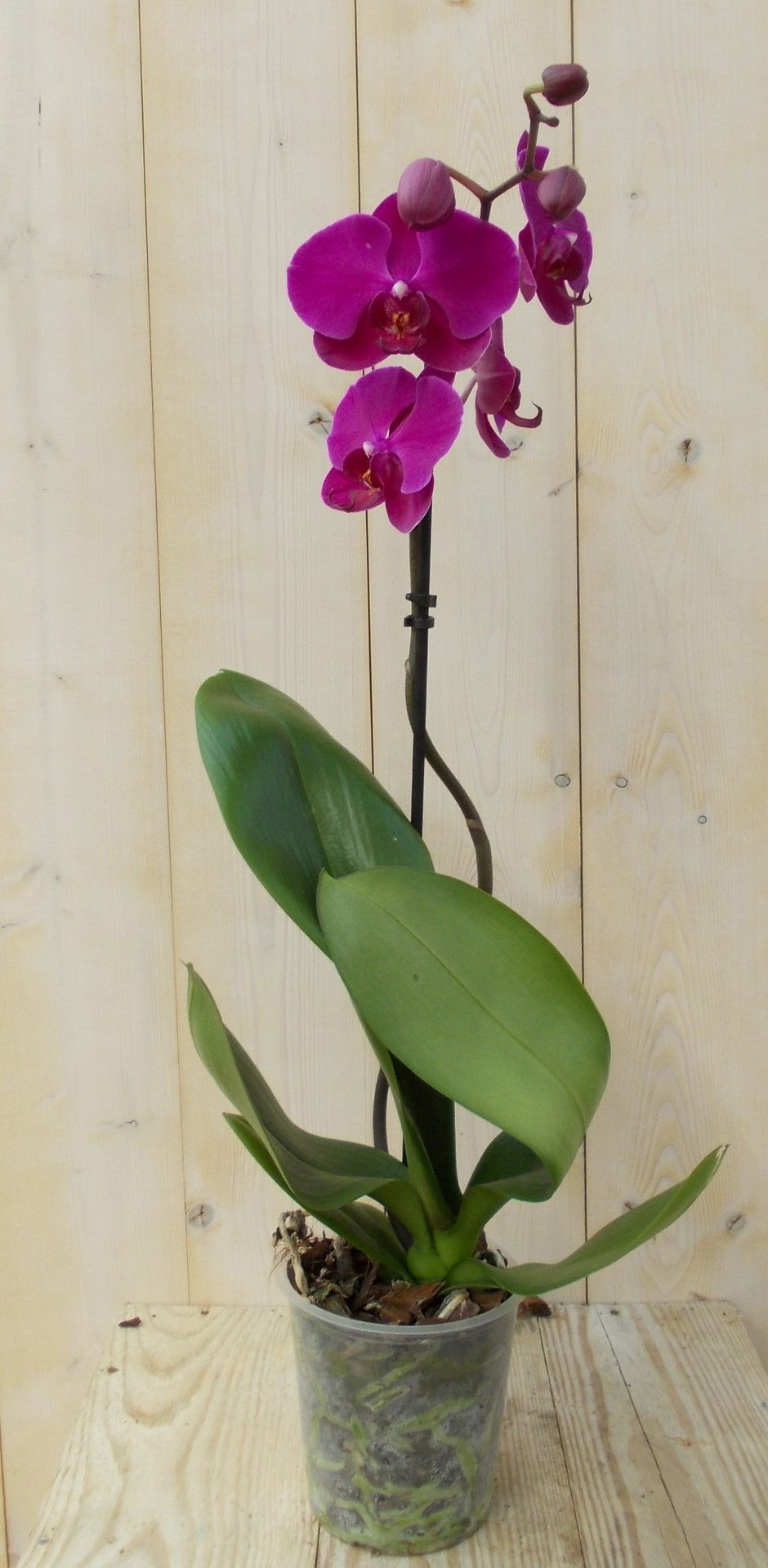 https://cdn.warentuin.nl/media/catalog/product/1/7/1728149900039139_warentuin_kamerplant_vlinderorchidee_tak_roze_60_cm_1_a1c2.jpg