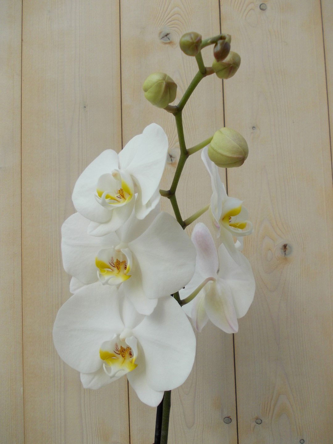 https://cdn.warentuin.nl/media/catalog/product/1/7/1728149900039140_2_warentuin_kamerplant_vlinderorchidee_tak_wit_60_cm_1_5457.jpg