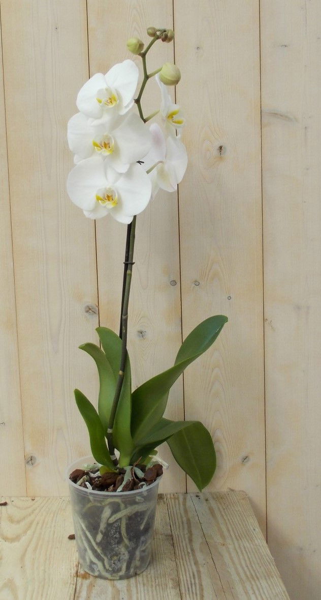 https://cdn.warentuin.nl/media/catalog/product/1/7/1728149900039140_warentuin_kamerplant_vlinderorchidee_tak_wit_60_cm_1_44b0.jpg