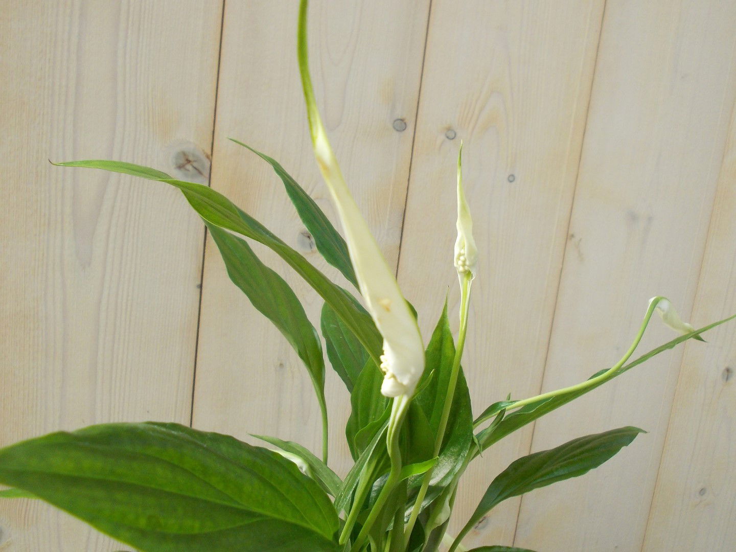 https://cdn.warentuin.nl/media/catalog/product/1/7/1728149900039141_2_warentuin_kamerplant_lepelplant_spathiphyllum_25_cm_1_a708.jpg