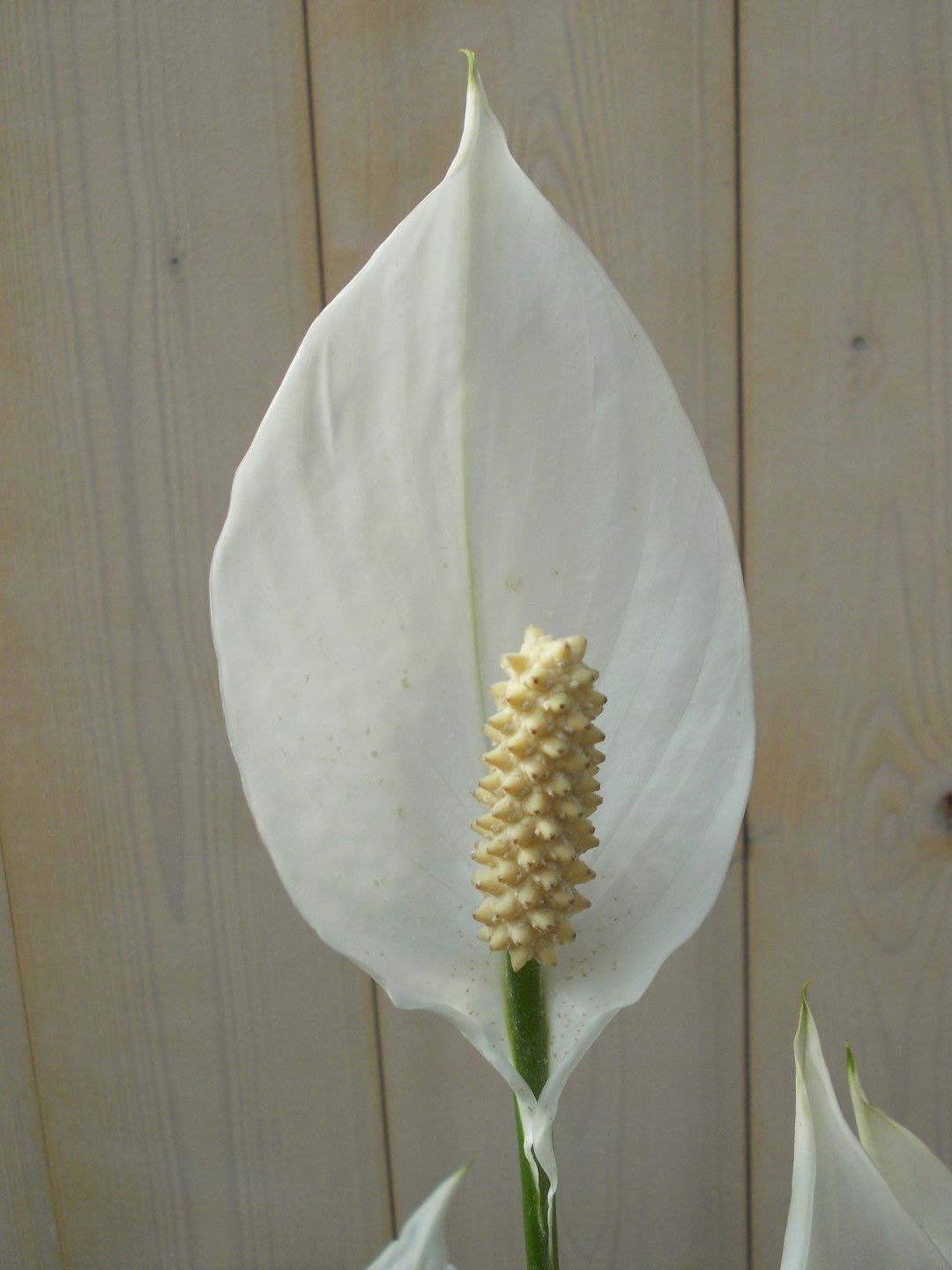https://cdn.warentuin.nl/media/catalog/product/1/7/1728149900039142_2_warentuin_kamerplant_lepelplant_spathiphyllum_60_cm_1_a9b2.jpg
