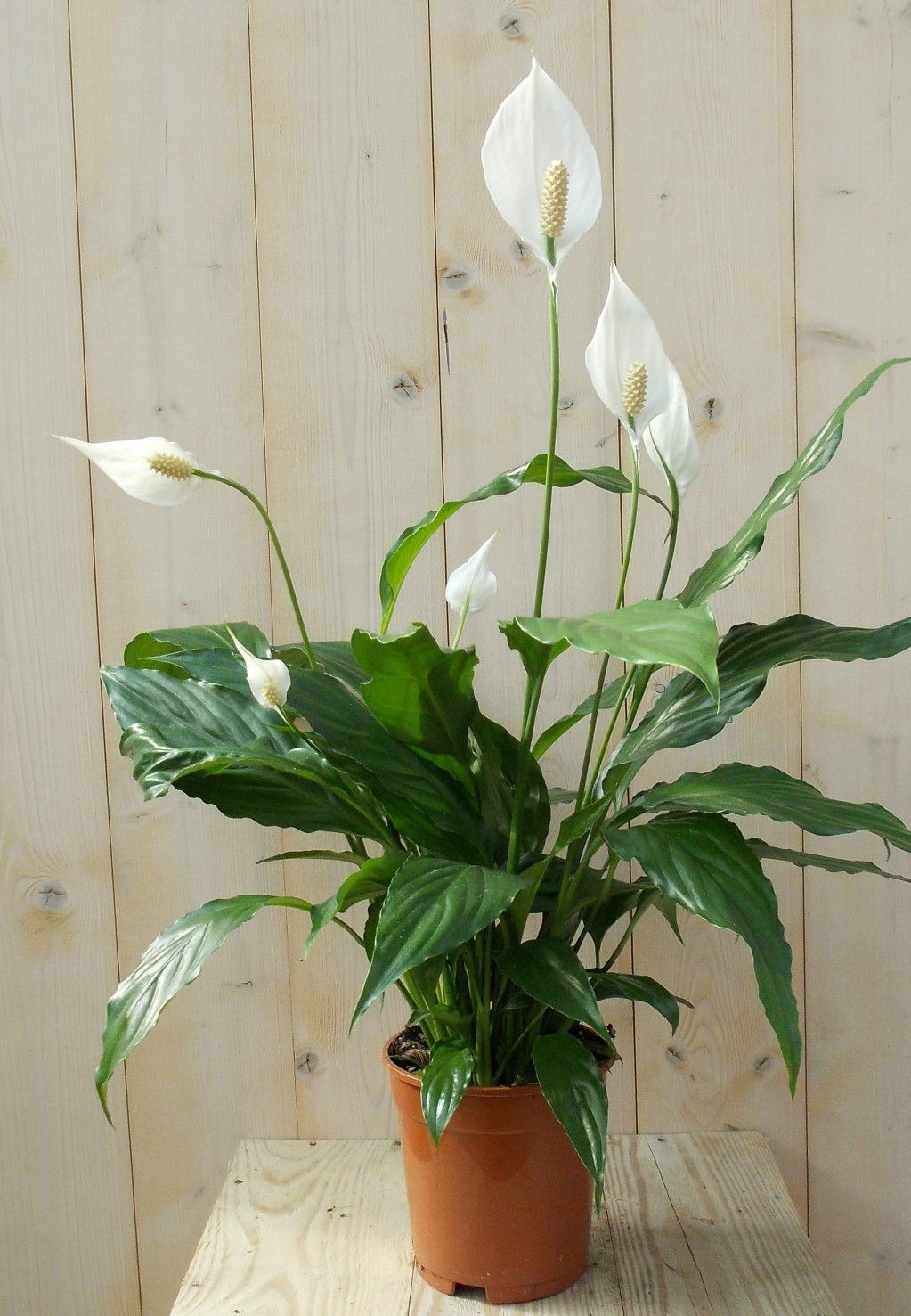https://cdn.warentuin.nl/media/catalog/product/1/7/1728149900039142_warentuin_kamerplant_lepelplant_spathiphyllum_60_cm_1_4a2f.jpg