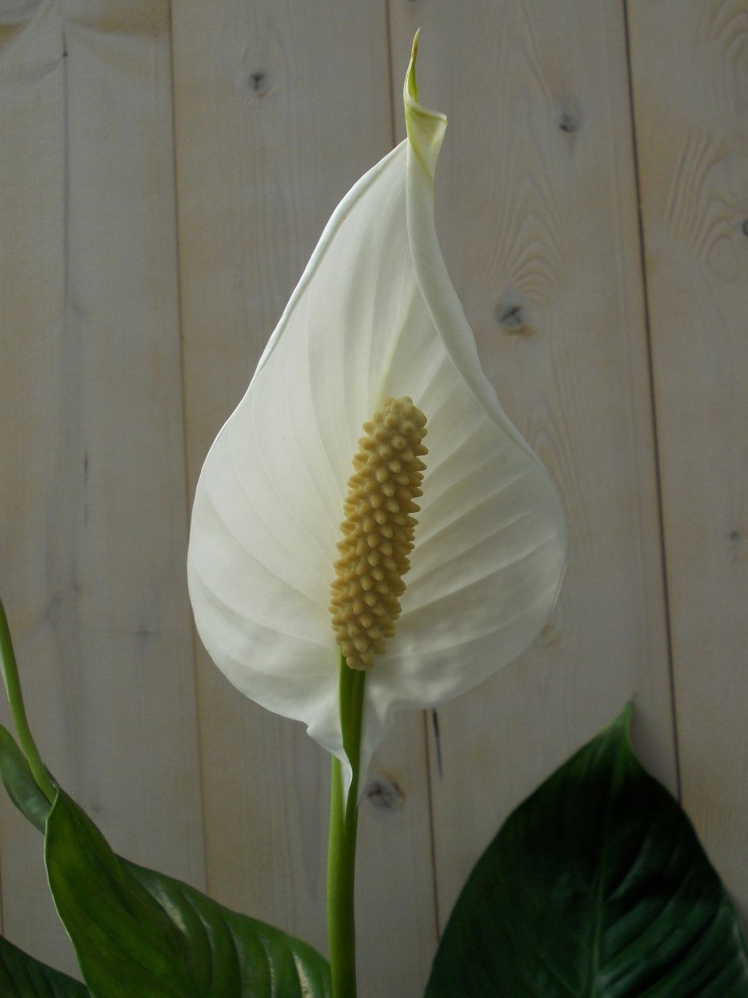https://cdn.warentuin.nl/media/catalog/product/1/7/1728149900039143_2_warentuin_kamerplant_lepelplant_spathiphyllum_80_cm_1_413b.jpg