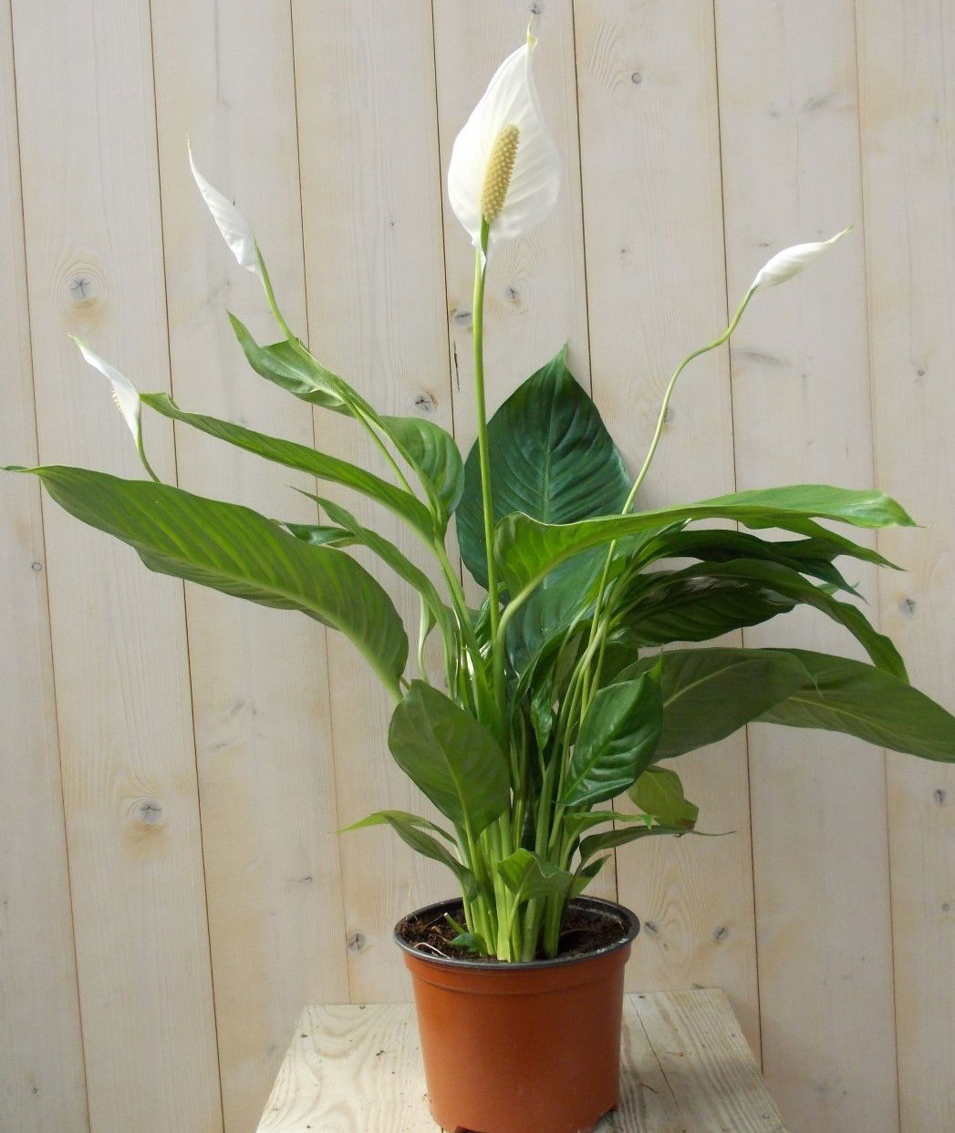 https://cdn.warentuin.nl/media/catalog/product/1/7/1728149900039143_warentuin_kamerplant_lepelplant_spathiphyllum_80_cm_1_e7c9.jpg