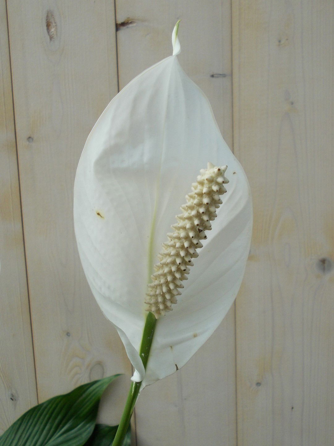 https://cdn.warentuin.nl/media/catalog/product/1/7/1728149900039144_2_warentuin_kamerplant_lepelplant_spathiphyllum_120_cm_1_3c0b.jpg