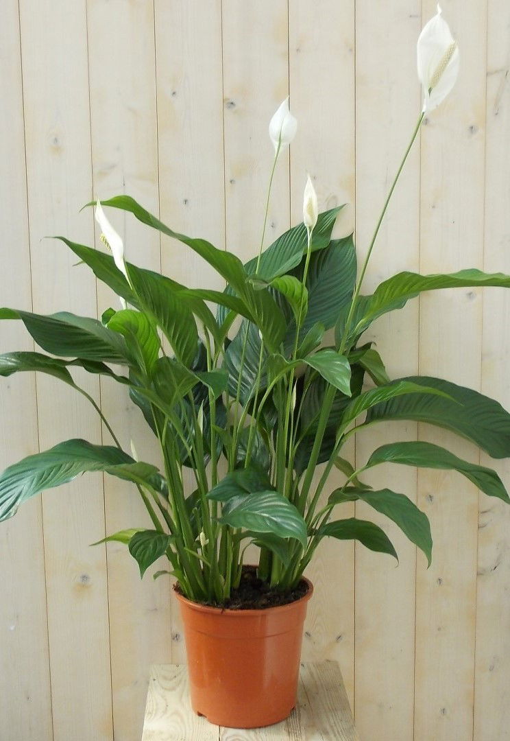 https://cdn.warentuin.nl/media/catalog/product/1/7/1728149900039144_warentuin_kamerplant_lepelplant_spathiphyllum_120_cm_1_db24.jpg