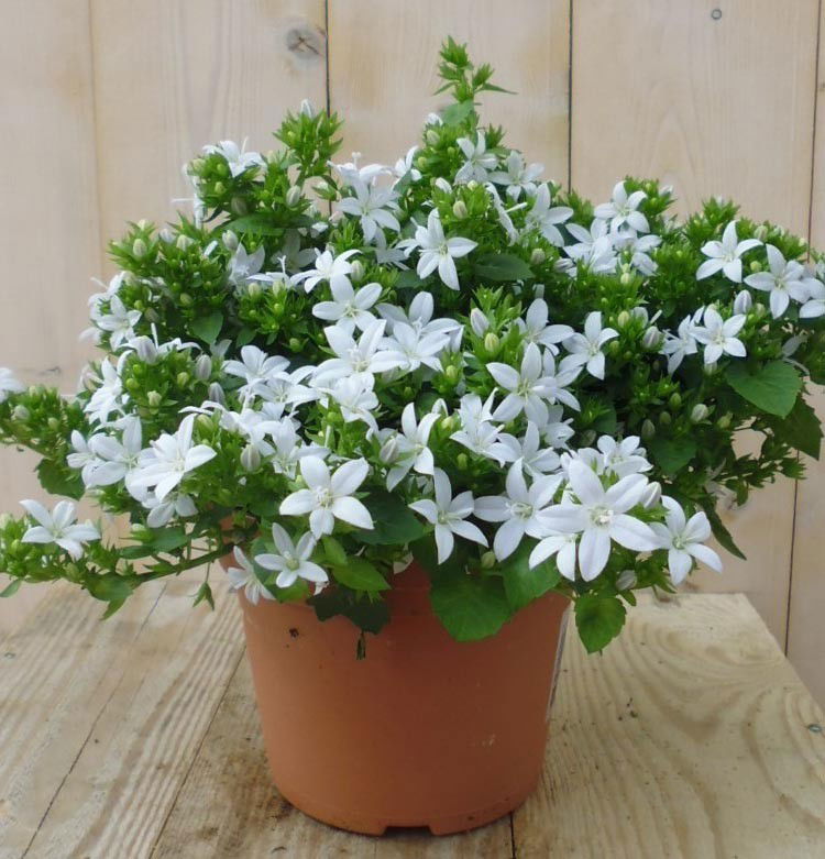 https://cdn.warentuin.nl/media/catalog/product/1/7/1728149900039191_warentuin_perkplanten_campunala_white_star_1_1_d942.jpg