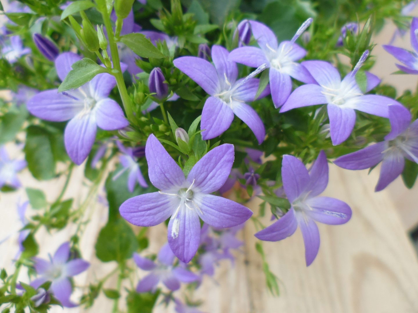 https://cdn.warentuin.nl/media/catalog/product/1/7/1728149900039192_2_warentuin_perkplanten_campunala_blue_star_1_8589.jpg