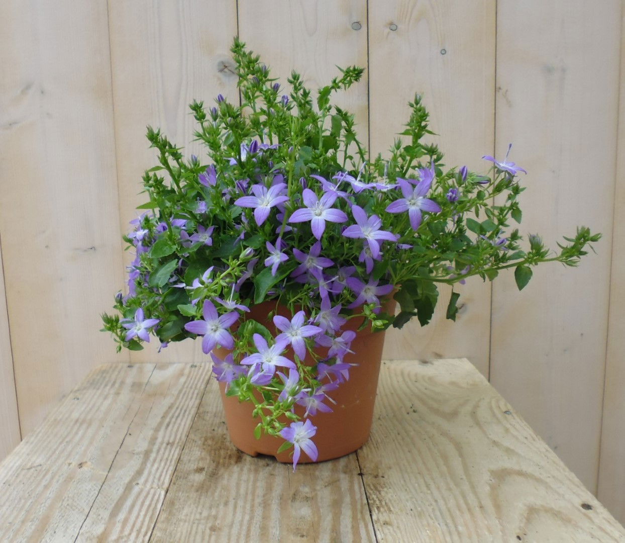 https://cdn.warentuin.nl/media/catalog/product/1/7/1728149900039192_warentuin_perkplanten_campunala_blue_star_1_15c2.jpg