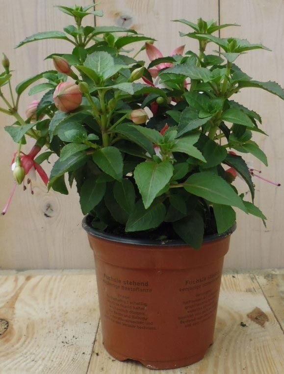 https://cdn.warentuin.nl/media/catalog/product/1/7/1728149900039194_warentuin_perkplanten_fuchsia_lichtroze_1_2_2_7fd5.jpg