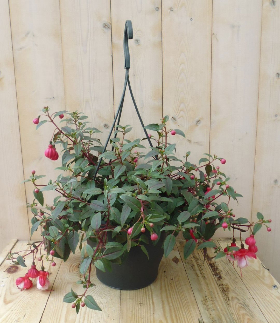 https://cdn.warentuin.nl/media/catalog/product/1/7/1728149900039196_warentuin_perkplanten_fuchsia_in_hangpot_lichtroze_1_5f8c.jpg