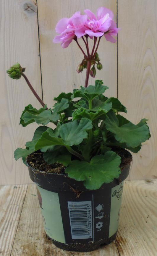 https://cdn.warentuin.nl/media/catalog/product/1/7/1728149900039197_warentuin_perkplanten_geranium_paars_1_1_2bee.jpg