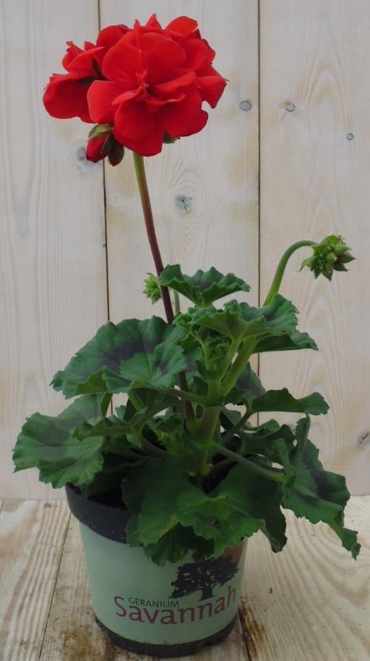 https://cdn.warentuin.nl/media/catalog/product/1/7/1728149900039199_warentuin_perkplanten_geranium_rood_1_1_cbb8.jpg