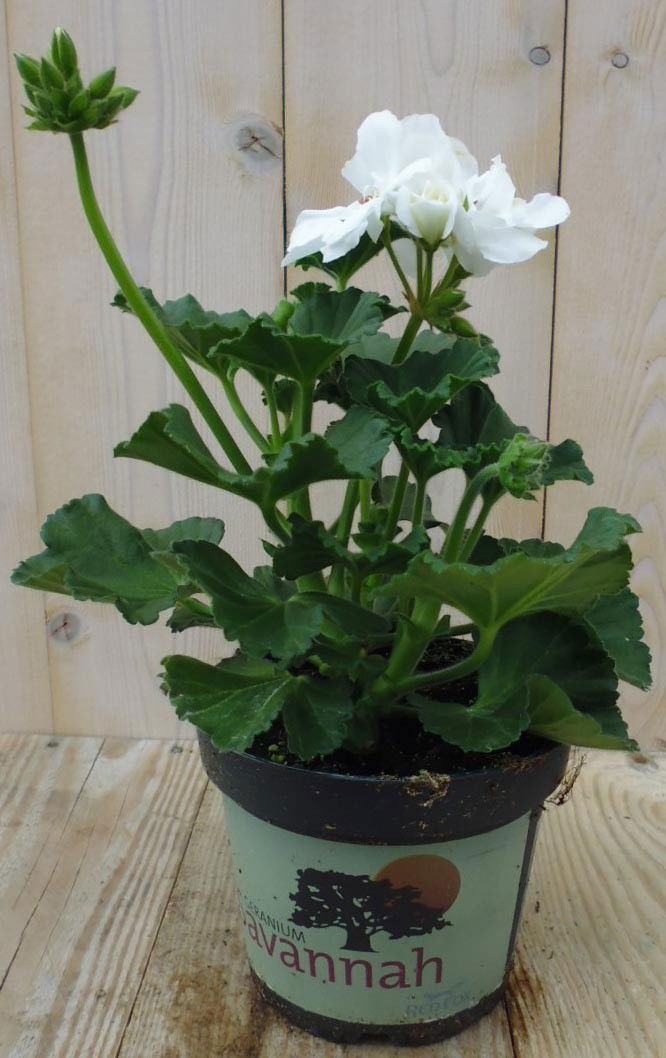 https://cdn.warentuin.nl/media/catalog/product/1/7/1728149900039200_warentuin_perkplanten_geranium_wit_1_1_a902.jpg